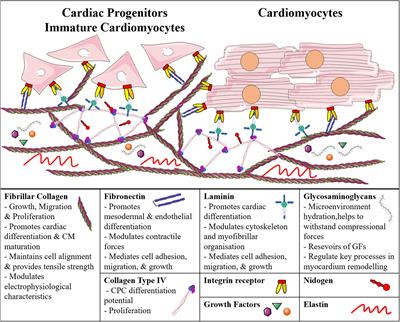 Building an Artificial Cardiac Microenvironment: A Focus on the Extracellular Matrix